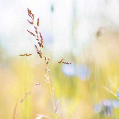 Nahaufnahme von einer Blumenwiese
