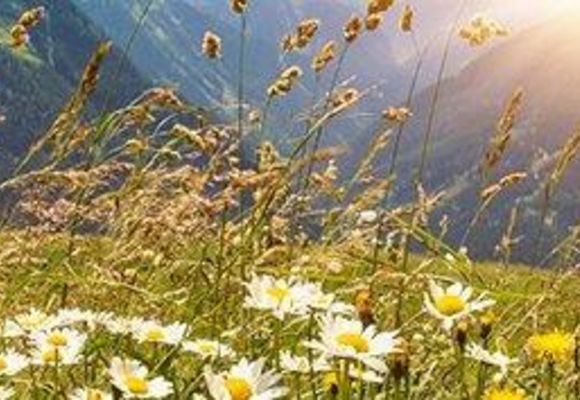 Nahaufnahme Blumenwiese mit Gänseblumen. Im Hintergrund sieht man Berge und die Sonne