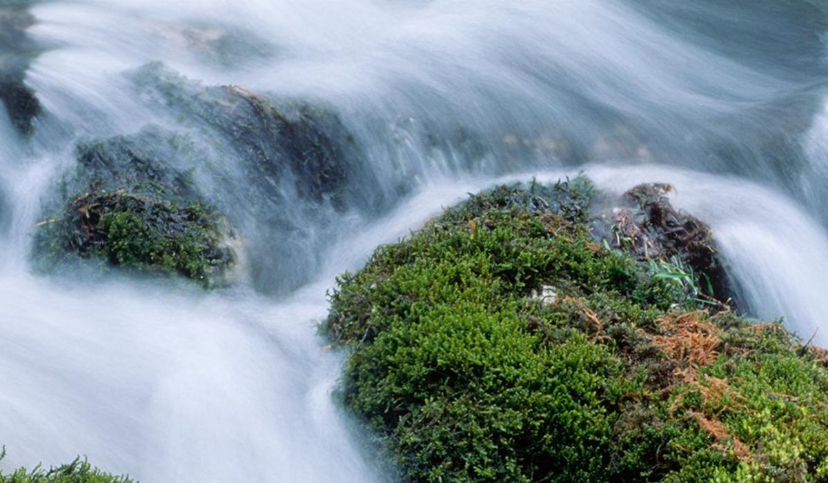 Nahaufnahme ein Fluss mit grasbewachsene Steine